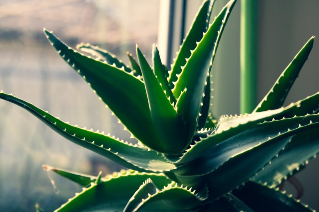 what are the health benefits of aloe vera drink